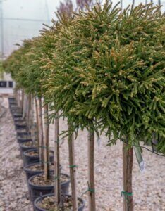 Cryptomeria japonica Vilmoriniana - Vue d'ensemble