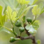 Ficus carica Brown Turkey - Fruit