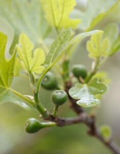 Ficus carica Brown Turkey - Fruit
