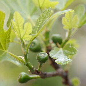 Ficus carica Brown Turkey - Fruit