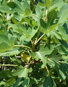 Ficus carica Brown Turkey - Feuillage