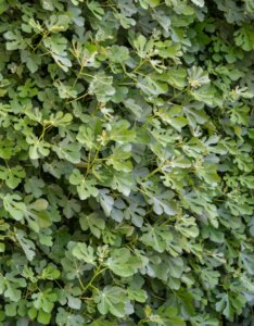 Ficus carica Brown Turkey - Feuillage vue d'ensemble