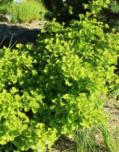 Ginkgo biloba Mariken - Vue d'ensemble