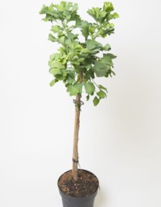 Ginkgo biloba Mariken - Plante en pot