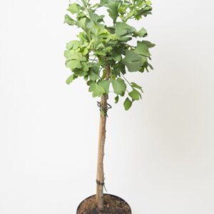 Ginkgo biloba Mariken - Plante en pot