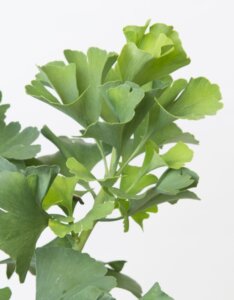 Ginkgo biloba Mariken - Feuillage