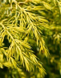 Juniperus communis Gold Cone - Feuillage