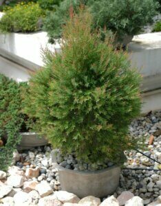 Juniperus communis Gold Cone - Plante en pot
