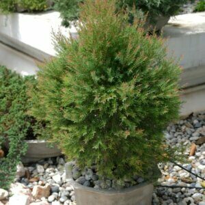 Juniperus communis Gold Cone - Plante en pot