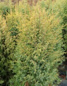 Juniperus communis Gold Cone - Vue d'ensemble