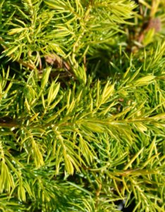 Juniperus conferta Allgold - Feuillage