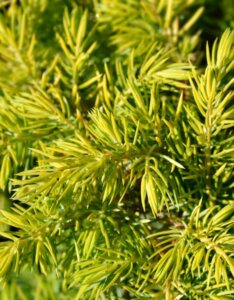 Juniperus conferta Allgold - Feuillage