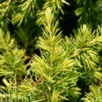 Juniperus conferta Allgold - Feuillage