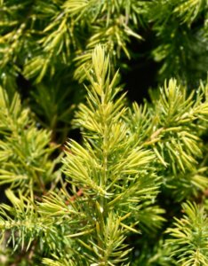 Juniperus conferta Allgold - Feuillage