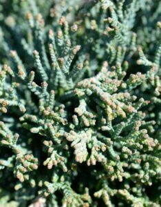 Juniperus horizontalis Icee Blue - Feuillage