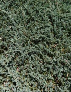 Juniperus horizontalis Icee Blue - Feuillage
