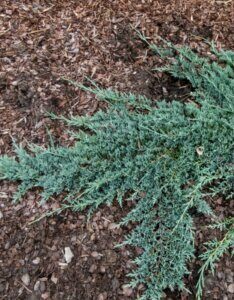 Juniperus horizontalis Icee Blue - Vue d'ensemble