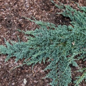 Juniperus horizontalis Icee Blue - Vue d'ensemble