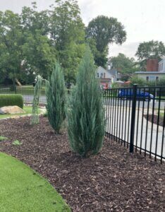 Juniperus scopulorum Blue Arrow - Vue d'ensemble