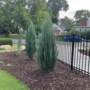 Juniperus scopulorum Blue Arrow - Vue d'ensemble