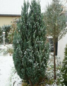 Juniperus scopulorum Blue Arrow - Vue d'ensemble