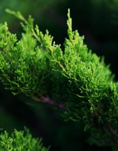 Juniperus × pfitzeriana Mint Julep - Vue d'ensemble