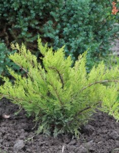 Juniperus × pfitzeriana Mint Julep - Vue d'ensemble