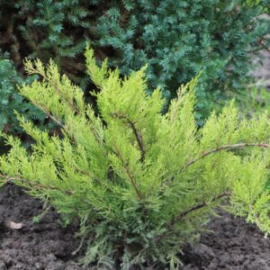 Juniperus × pfitzeriana Mint Julep - Vue d'ensemble