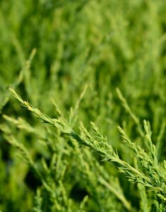 Juniperus × pfitzeriana Mint Julep - Feuillage