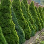 Picea glauca Conica - Vue d'ensemble