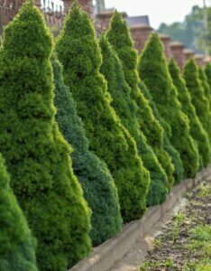 Picea glauca Conica - Vue d'ensemble