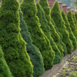 Picea glauca Conica - Vue d'ensemble