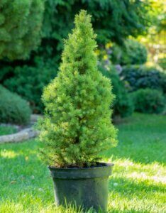 Picea glauca Conica - Plante en pot