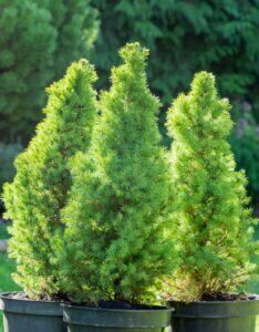 Picea glauca Conica - Vue d'ensemble