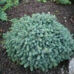 Picea glauca Echiniformis - Vue d'ensemble