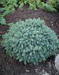 Picea glauca Echiniformis - Vue d'ensemble