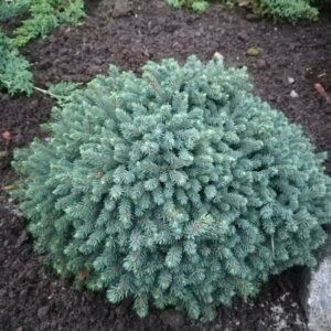 Picea glauca Echiniformis - Vue d'ensemble