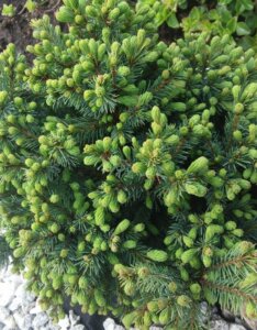 Picea glauca Echiniformis - Feuillage