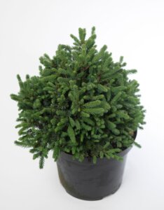 Picea glauca Echiniformis - Plante en pot