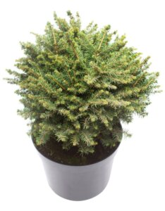 Picea omorika Karel - Plante en pot