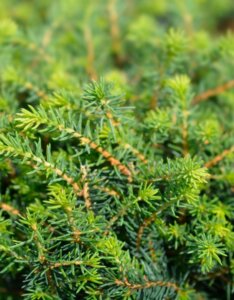 Picea omorika Karel - Feuillage