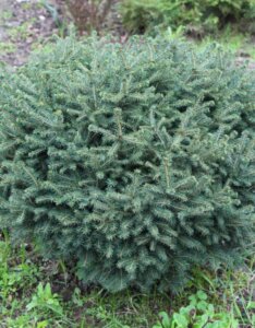 Picea omorika Karel - Vue d'ensemble