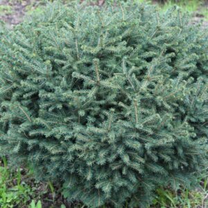 Picea omorika Karel - Vue d'ensemble