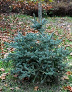 Épicéa bleu Blue Diamond - Vue d'ensemble