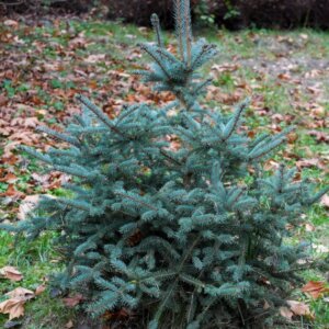 Épicéa bleu Blue Diamond - Vue d'ensemble