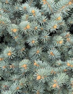 Picea pungens Hoopsii - Feuillage