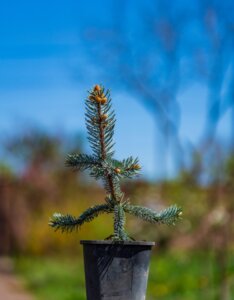 Picea pungens Hoopsii - Feuillage