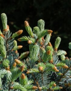Picea pungens Hoopsii - Feuillage