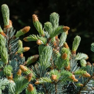 Picea pungens Hoopsii - Feuillage