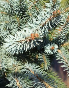 Picea sitchensis Silberzwerg - Feuillage